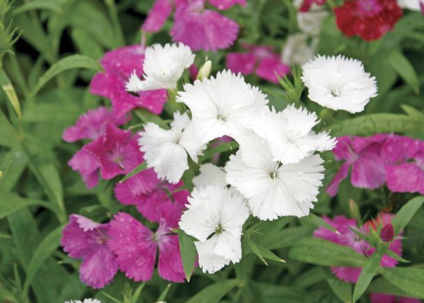 Southern Gardening: Low-maintenance plants give gardeners a break