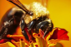 Photo: Bumblebee & marigold