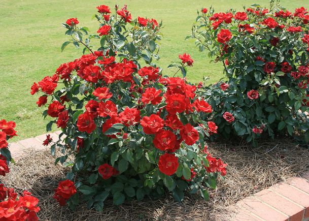 Southern Gardening: Home gardeners can enjoy garden roses