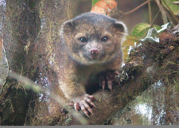 Adorable new mammal species found ‘in plain sight’