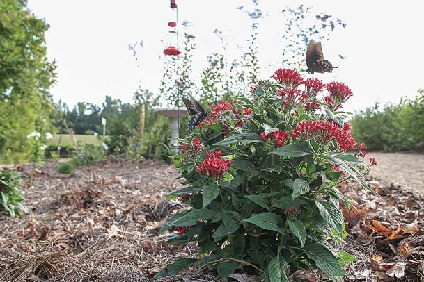 Local landscapes: Gardening with butterflies