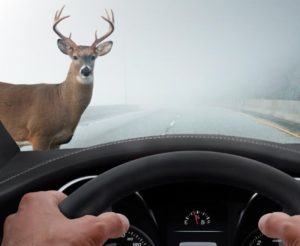 Deer are a ‘smash hit’ this time of year