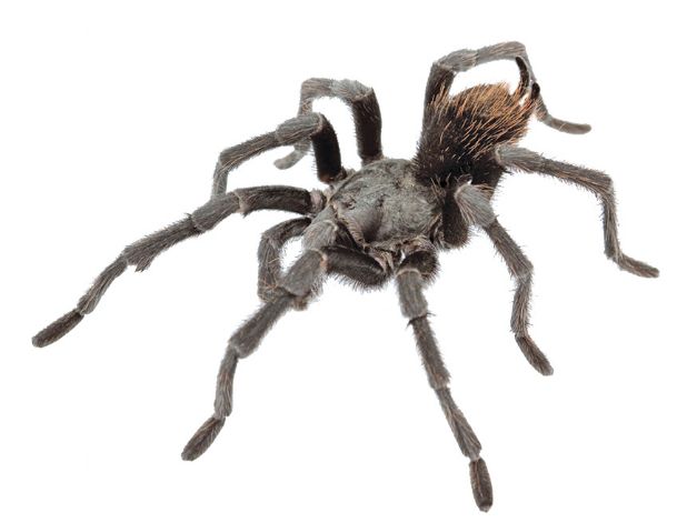 New tarantula species named after singer Johnny Cash