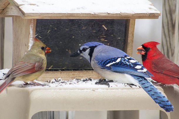 Help backyard birds weather the winter