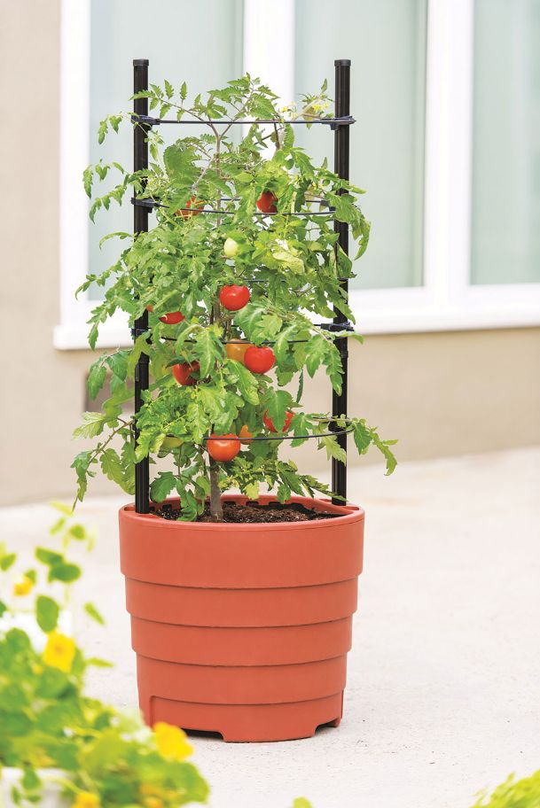 Simple strategies for a larger tomato harvest