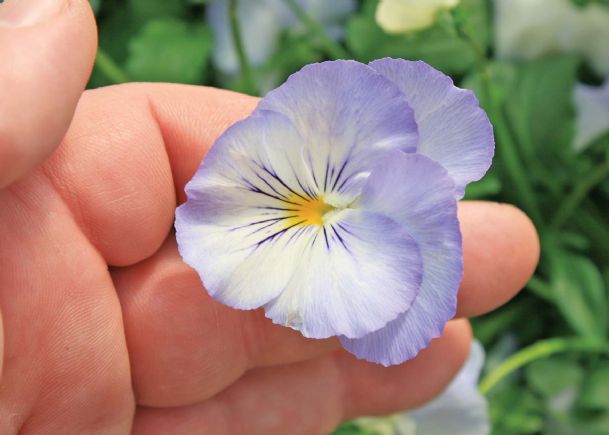 Southern Gardening: Cool Wave pansies bring cheer to winter gardens