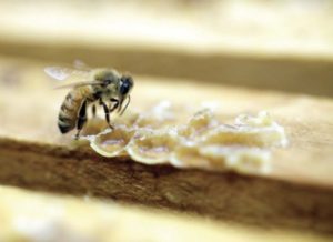EPA says pesticide harms bees in some cases