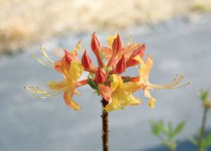 Southern Gardening: Native azaleas add charm, early blooms to landscapes