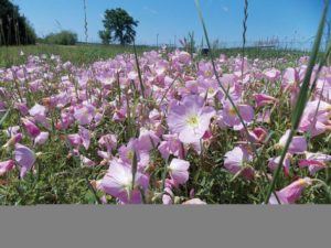 Ask Rufus: Spring in the Prairie