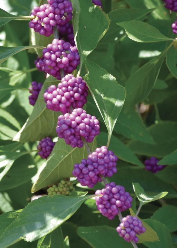 Southern Gardening: Beautyberry fruit adds beauty to landscapes