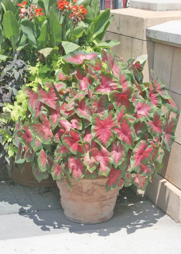 Southern Gardening: Caladiums stand out in landscapes, containers