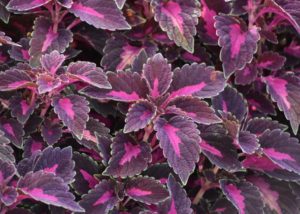 Southern Gardening: Colorblaze coleus is a 2020 Medallion plant