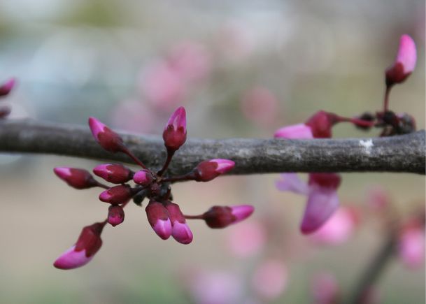 Southern Gardening: Native redbud shows out with bright spring colors