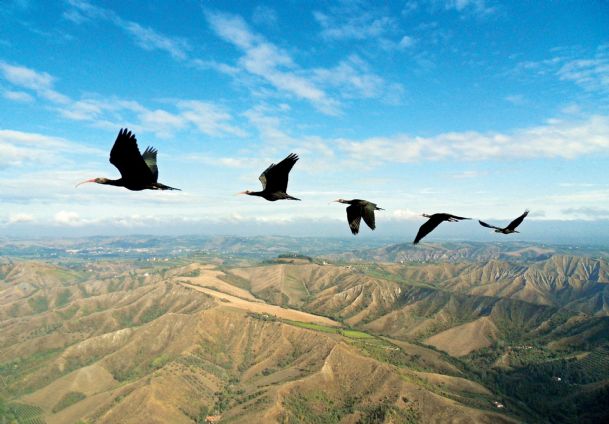 Flap artists: Birds sync wing beats while flying in V formation