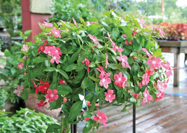 Southern Gardening: Annual flowering vinca deserves garden space