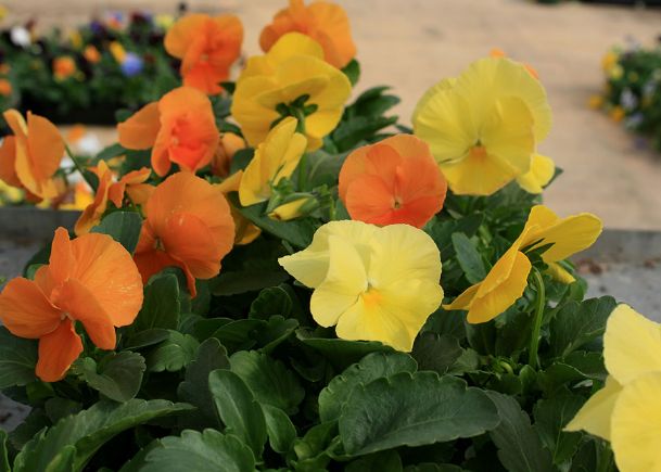 Southern Gardening: Matrix pansies are a dependable fall choice