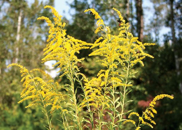 Southern Gardening: Goldenrod can be garden asset, not allergy problem