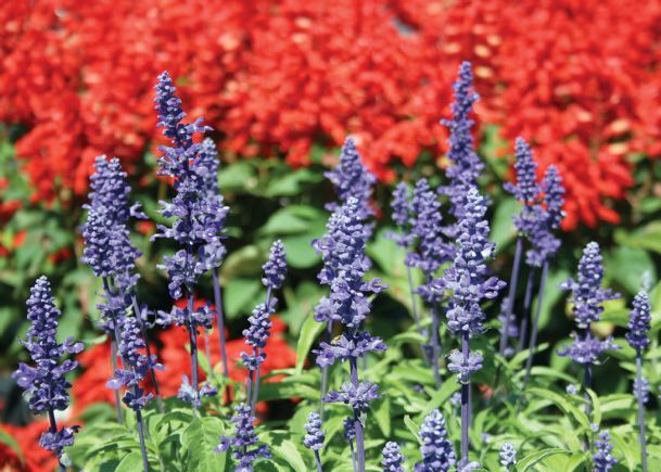 Southern Gardening: Salvia varieties create colorful, informal feel