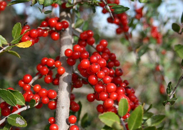 Southern Gardening: Hollies time berry color for Christmas displays