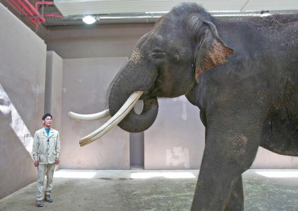 South Korean zoo elephant imitates human speech