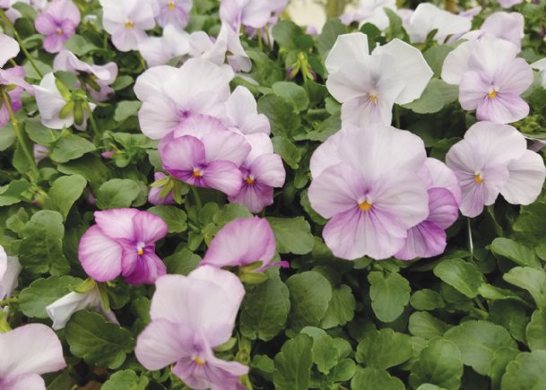 Southern Gardening: Plant violas now for fall to spring color