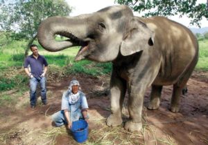 Coffee from an elephant’s gut fills a $50 cup