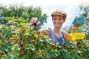 Pickin’ time: Blackberries are ripe in Caledonia — get them while they last