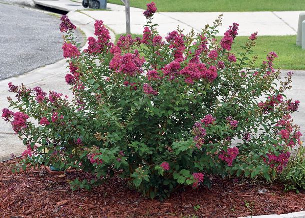 Southern Gardening: Crape myrtle is garden must-have in the South