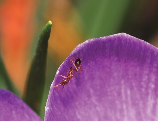 Fire ants on the march in spring