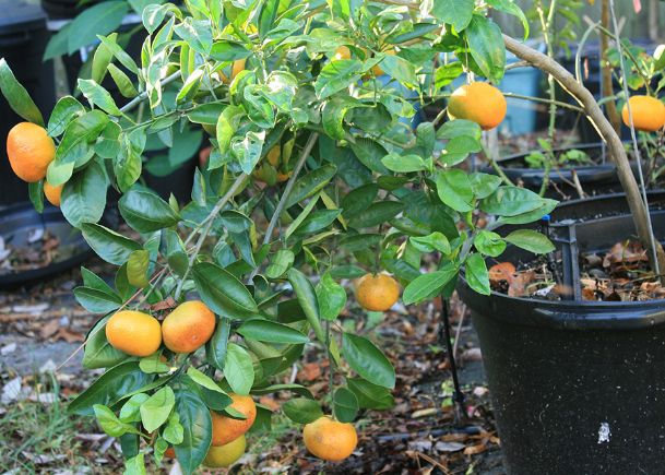 Southern Gardening: Summer citrus growth brings autumn harvest