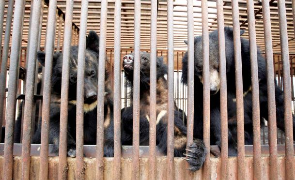 Bear bile-extracting farms near collapse in South Korea