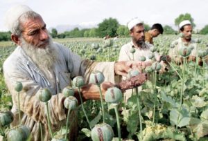 United Nations says Afghan opium production hits record high