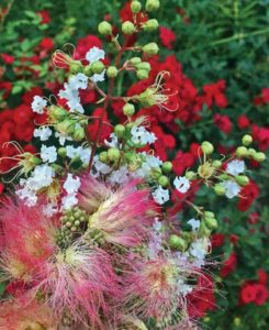 In the garden with Felder: The nature of plants