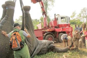 Ivory Coast pilots novel elephant rescue