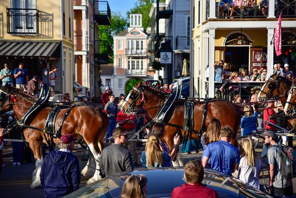 Photos: Budweiser Clydesdales in Starkville