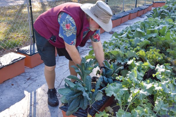 Southern Gardening: Tasty, nutritious kale brings garden beauty