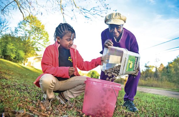 Photo: Picking pecans