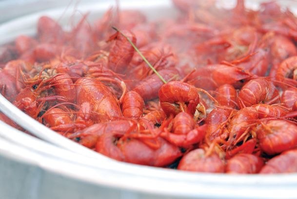 Crustacean Craze: It’s crawfish time — twist some tails