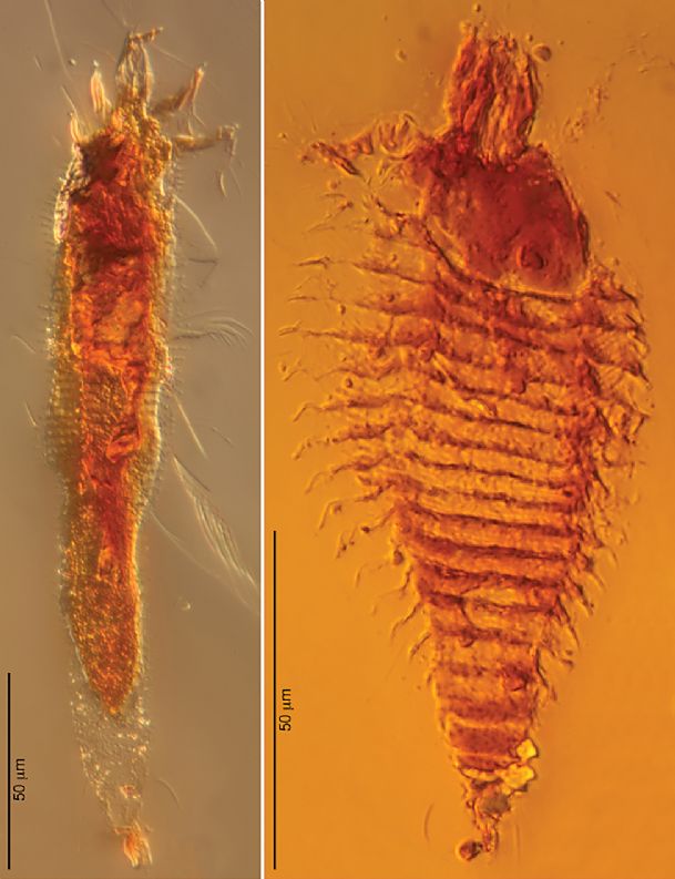 Prehistoric bugs found trapped in amber