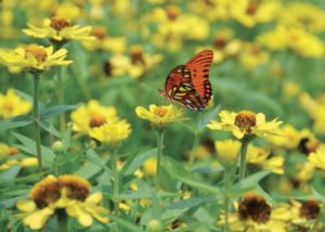 Last blooms of fall offer needed nectar