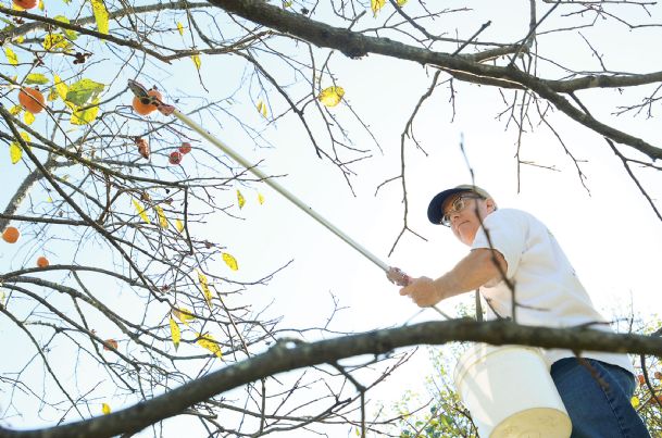 Picking persimmons in Sessums