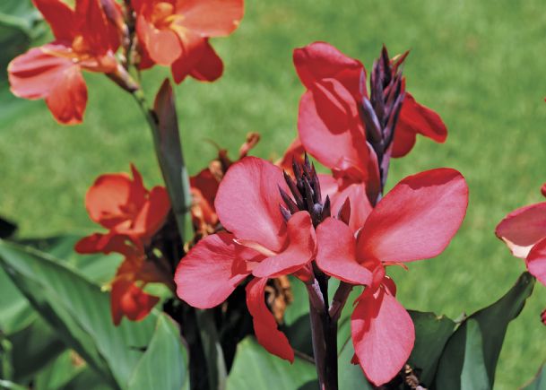 Southern Gardening: Dwarf canna is go-to plant for Mississippi