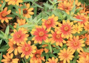 Southern Gardening: Let Zahara zinnia bloom in fall settings