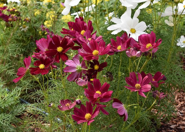 Southern Gardening: Summer-blooming cosmos continues blooming in fall