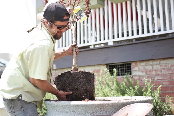 Edible aesthetics: Sanders’ landscaping creations all bear fruit