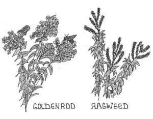 Possumhaw: Goldenrod gets a bad rap