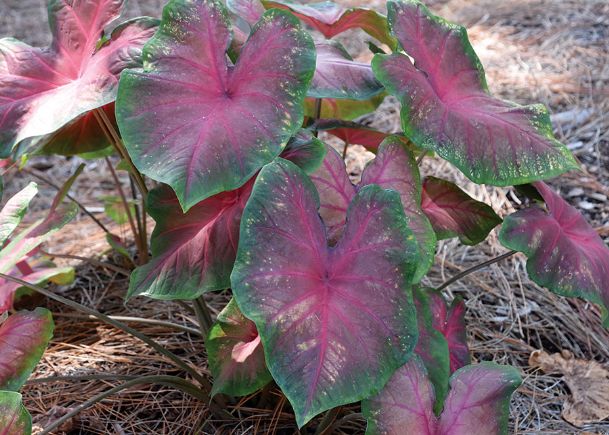 Southern Gardening: The right caladiums can thrive in full sun