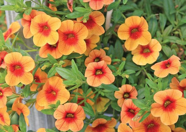 Calibrachoa, verbena bring summer colors