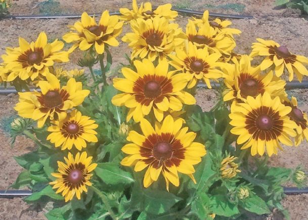 Southern Gardening: Black-eyed Susans offer summer-long blooming