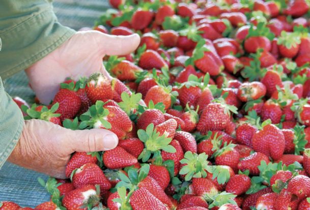 Anne’s Kitchen: Puree and freeze berries to savor for months to come